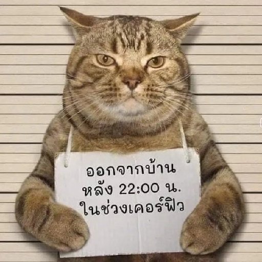 币圈老猫(币圈老猫个人资料)